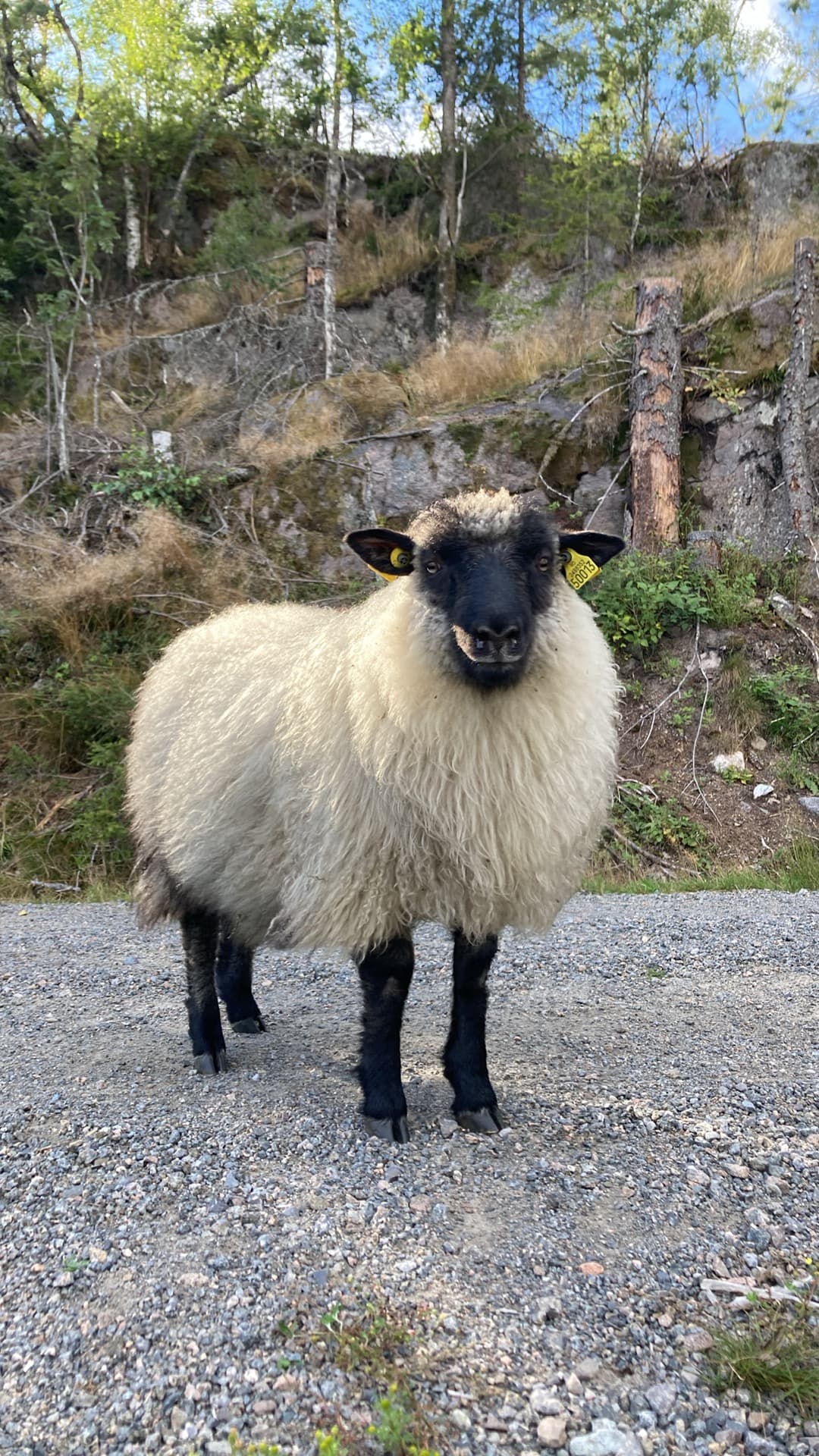 Sølverød Gård bilde 5