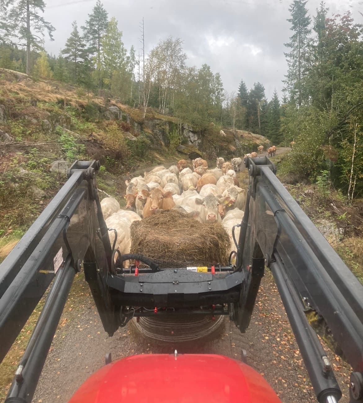 Sølverød Gård bilde 10