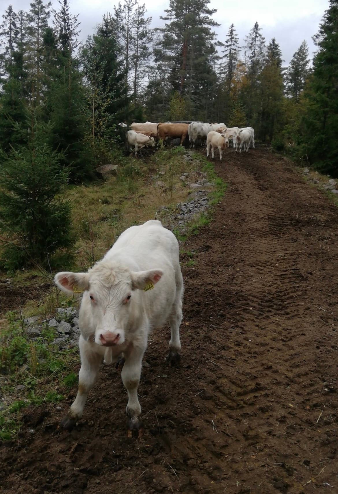 Sølverød Gård bilde 8