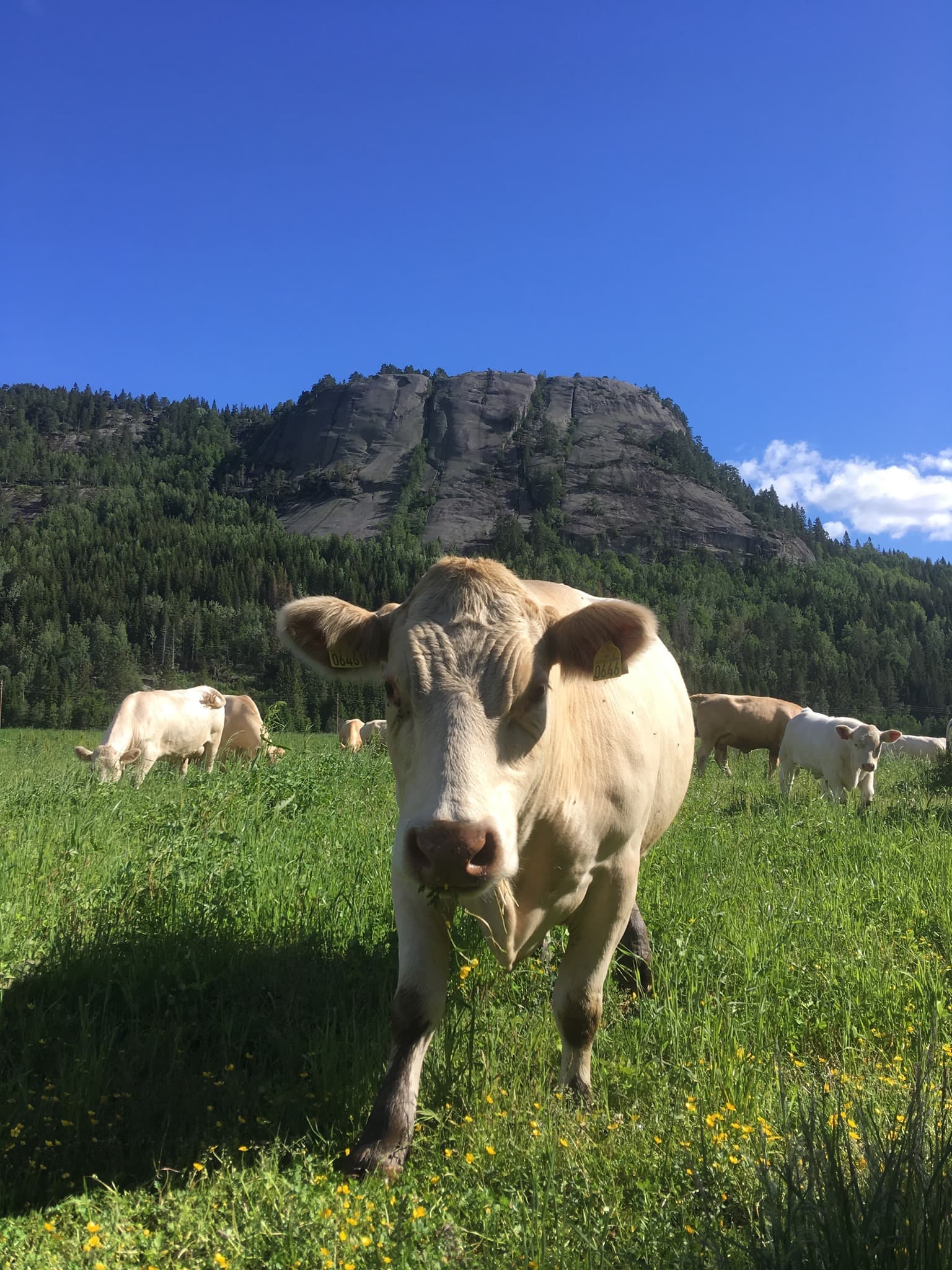 Tveitan Gård bilde 2