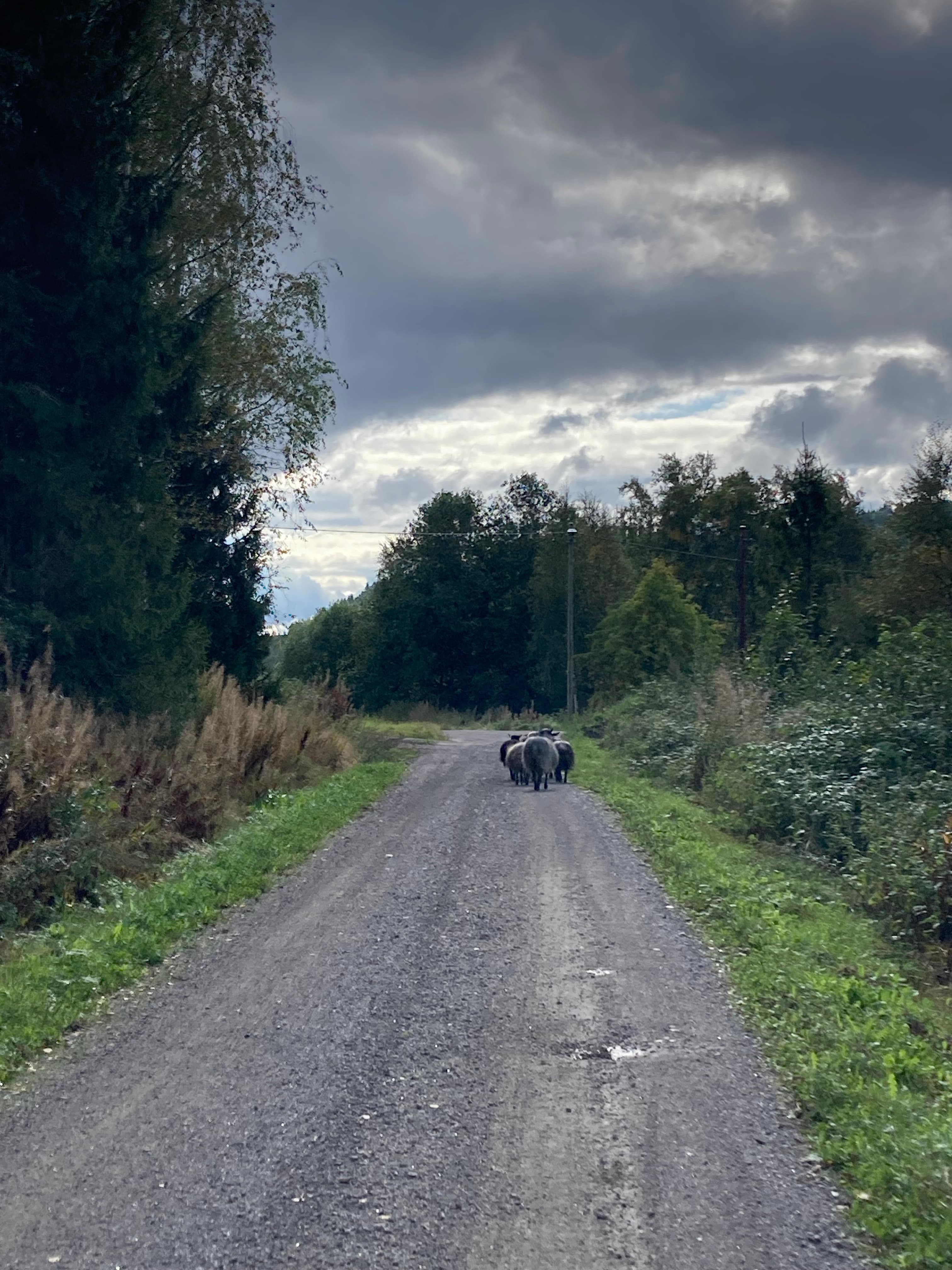 Sølverød Gård bilde 4