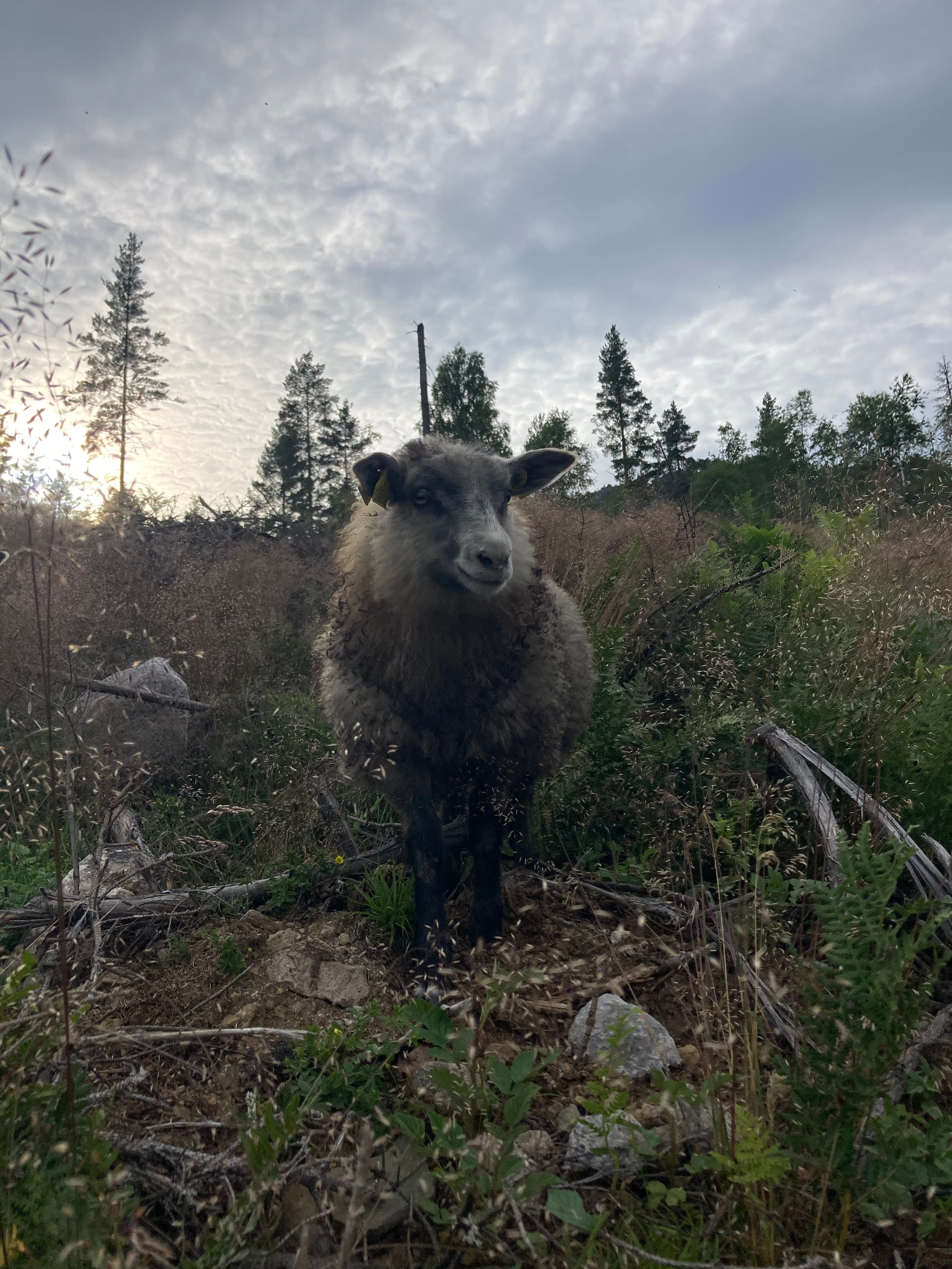 Sølverød Gård bilde 2