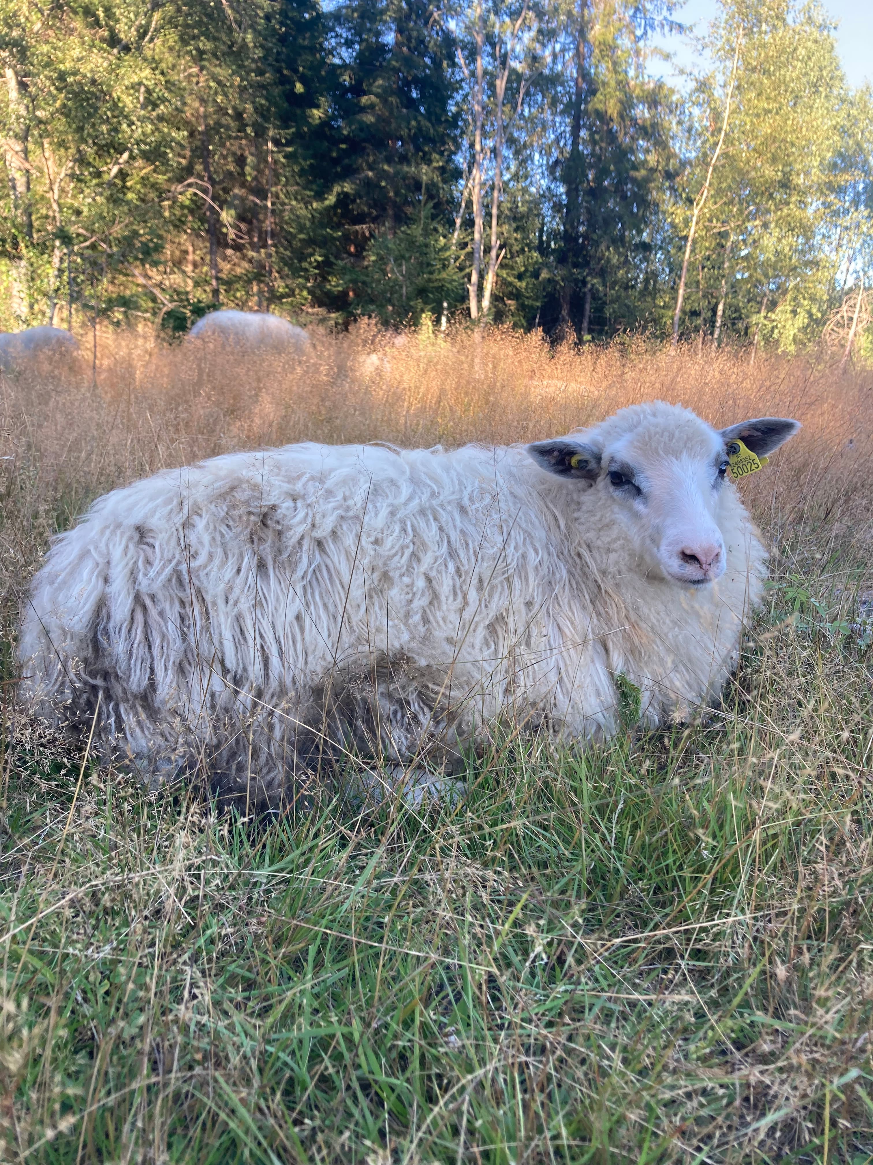 Sølverød Gård bilde 7