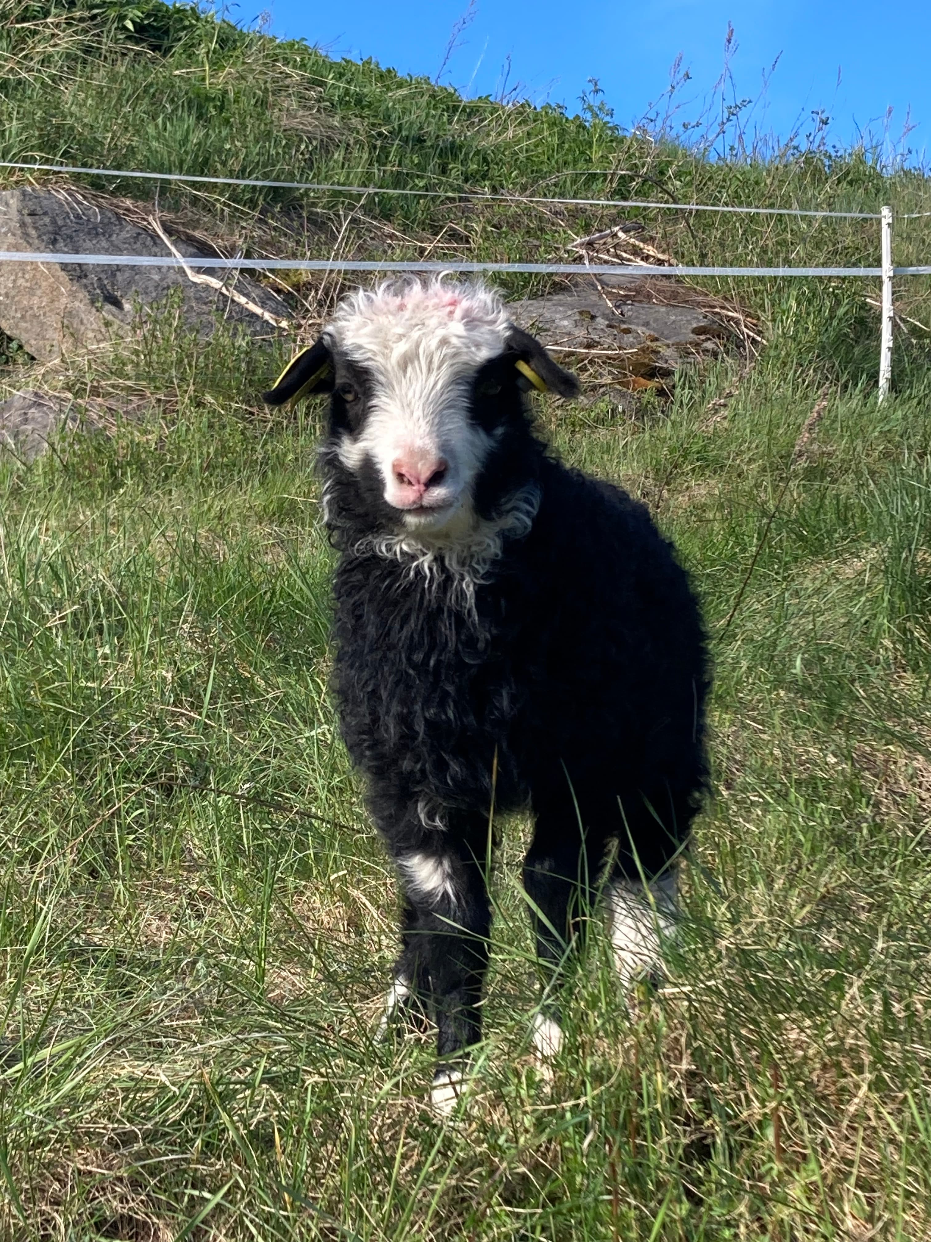 Sølverød Gård bilde 6