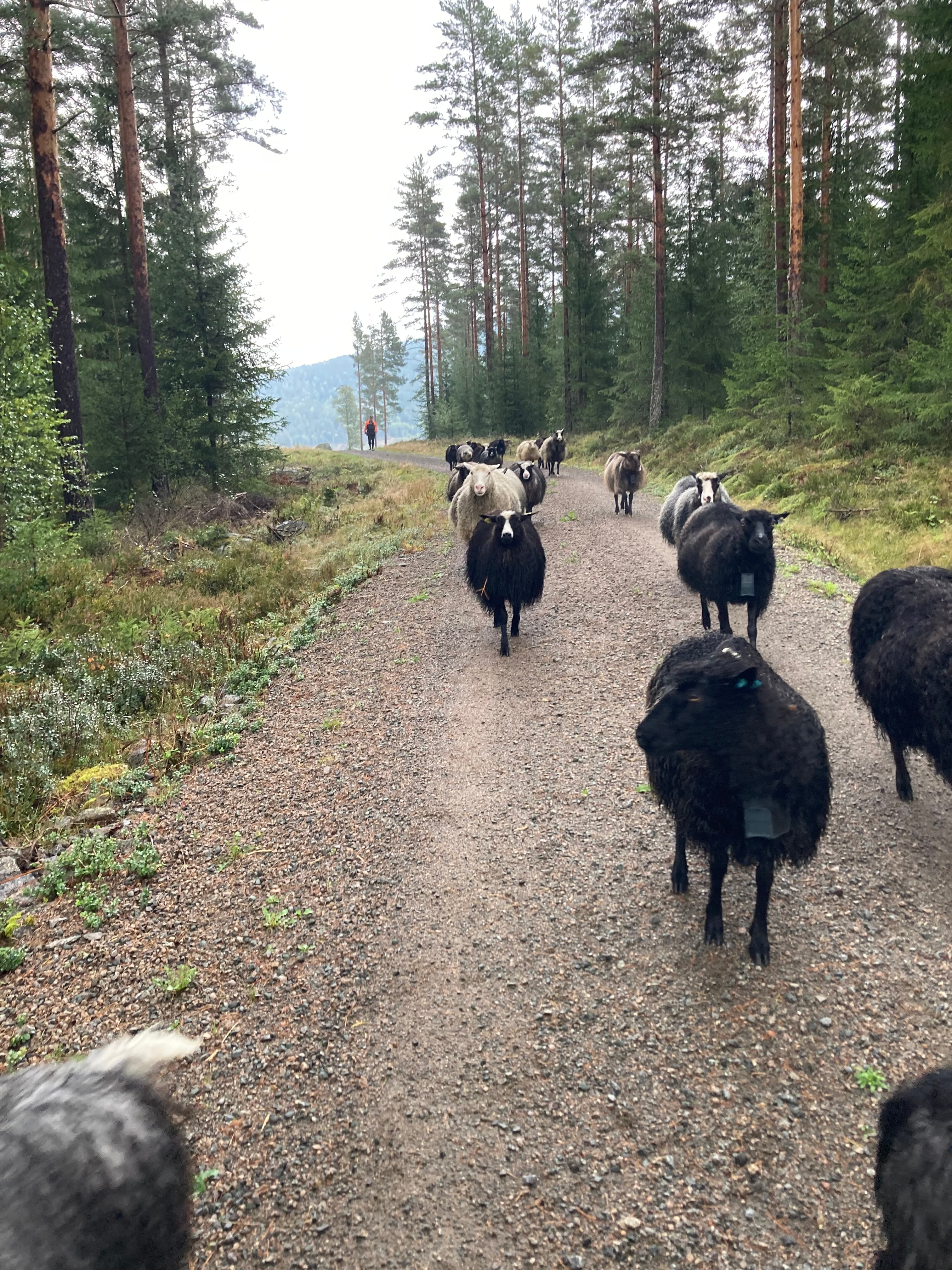 Sølverød Gård bilde 3