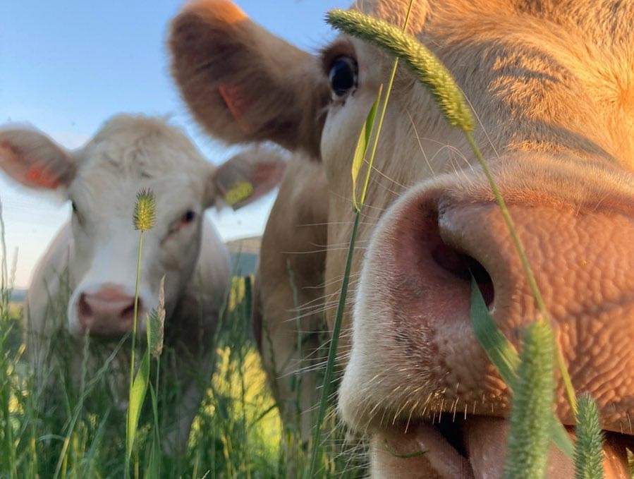 Tveitan Gård bilde 3